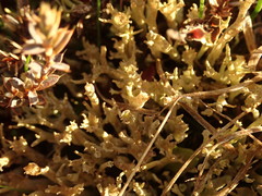 Cladonia subulata