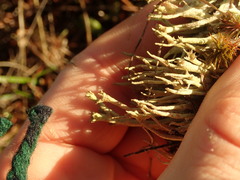 Cladonia subulata