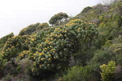 Leucospermum conocarpodendron conocarpodendron