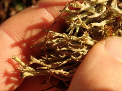 Cladonia subulata