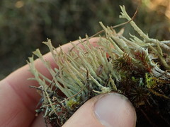 Cladonia subulata