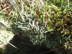 Cladonia corniculata