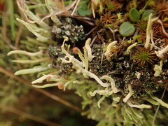 Cladonia corniculata