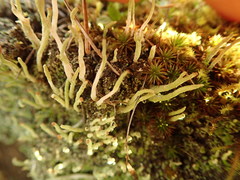 Cladonia corniculata