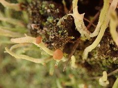 Cladonia corniculata
