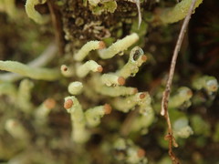 Cladonia corniculata