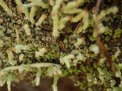 Cladonia corniculata