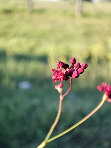 Image of Eriogonum atrorubens by (c) Tereka Lasso, some rights reserved (CC BY-SA)