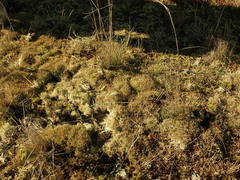 Cladonia capitellata capitellata