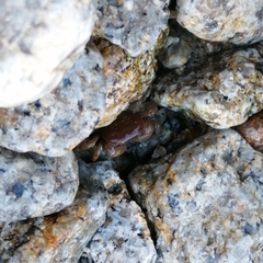 Cyclograpsus cinereus