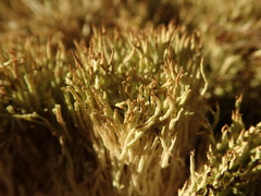 Cladonia capitellata capitellata