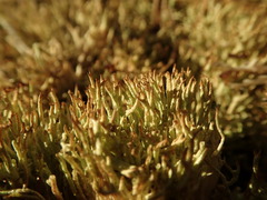 Cladonia capitellata capitellata