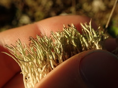 Cladonia capitellata capitellata