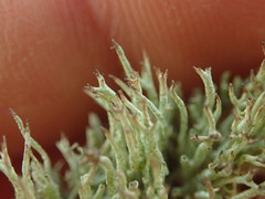 Cladonia capitellata capitellata