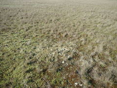 Cladonia capitellata capitellata