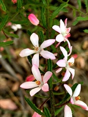 Philotheca myoporoides