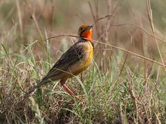 Macronyx capensis colletti
