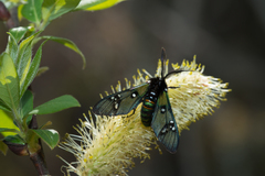 Chrysocale