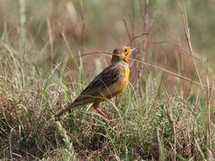 Macronyx capensis colletti