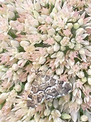 Hymenia