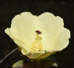 Hibiscus elegans