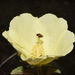 Hibiscus elegans - Photo (c) Barry Sullender, alguns direitos reservados (CC BY-NC), uploaded by Barry Sullender