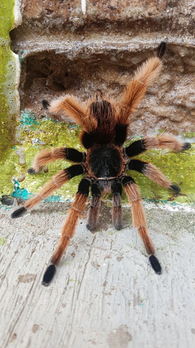 Mexican Pink Tarantula