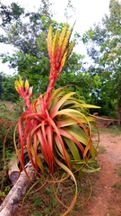 Tillandsia rothii