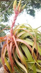 Tillandsia rothii