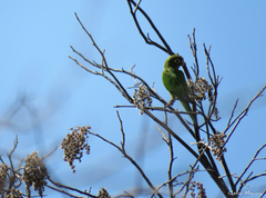 Eupsittula cactorum