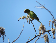 Eupsittula cactorum