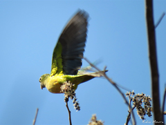 Eupsittula cactorum