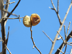 Aspidosperma pyrifolium