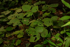 Rubus aboriginum