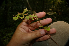 Rubus aboriginum