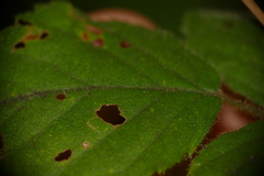 Rubus aboriginum