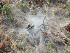 Ischnothele annulata