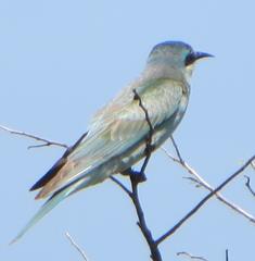 Merops persicus persicus