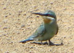 Merops persicus persicus