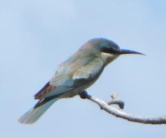 Merops persicus persicus