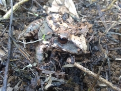 Eleutherodactylus inoptatus