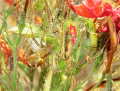 Peucetia flava