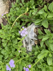 Ageratum littorale