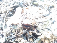 Eleutherodactylus inoptatus