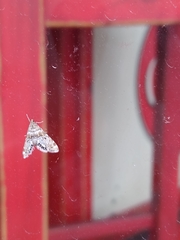 Petrophila confusalis