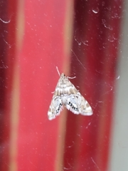 Petrophila confusalis