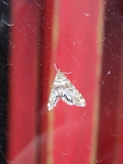 Petrophila confusalis