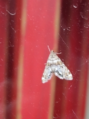 Petrophila confusalis