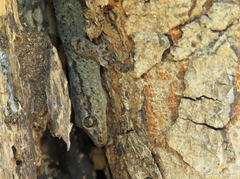 Phyllopezus pollicaris