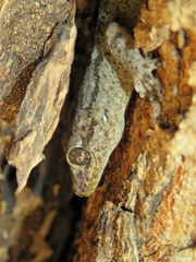 Phyllopezus pollicaris